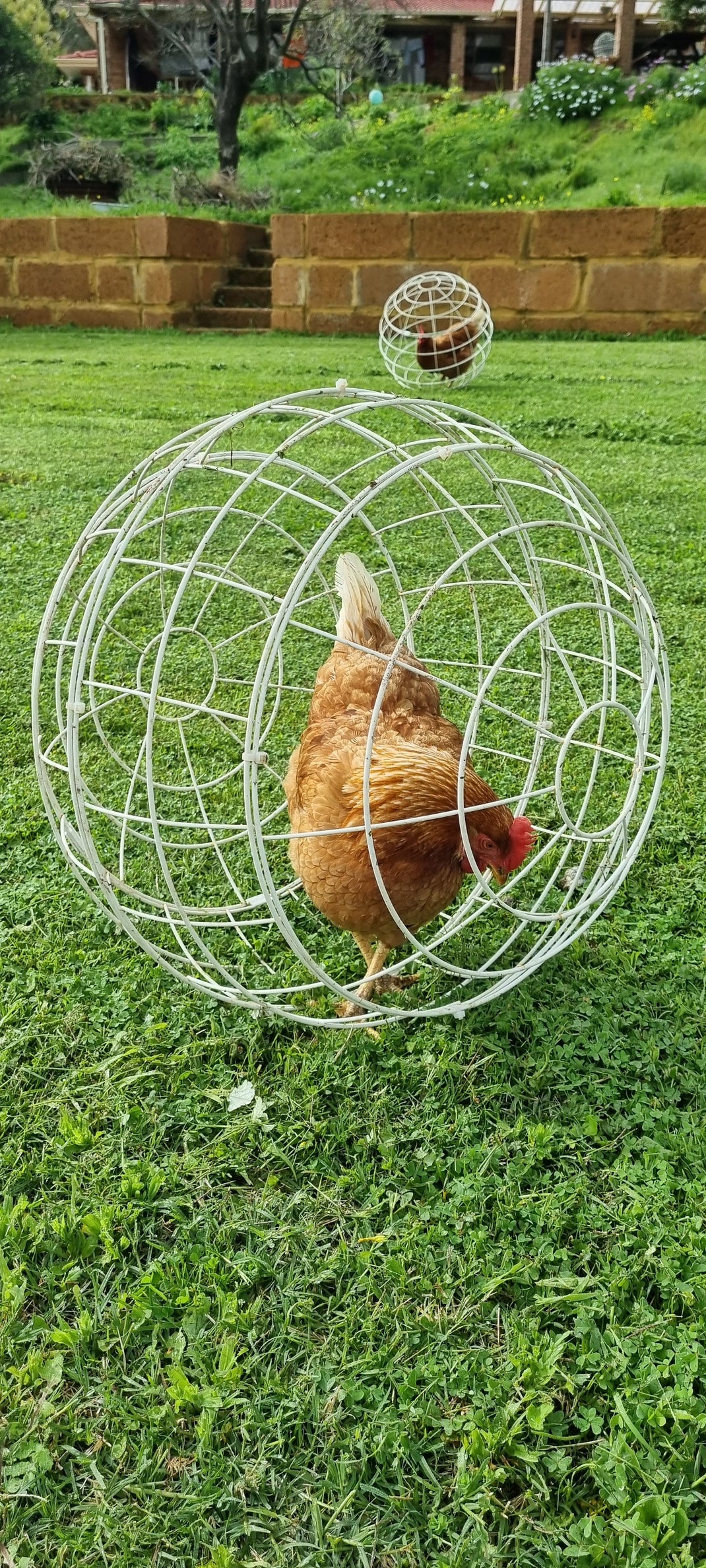 Chicken Orb is a rolling pet chicken enclosure and pet accessory ...