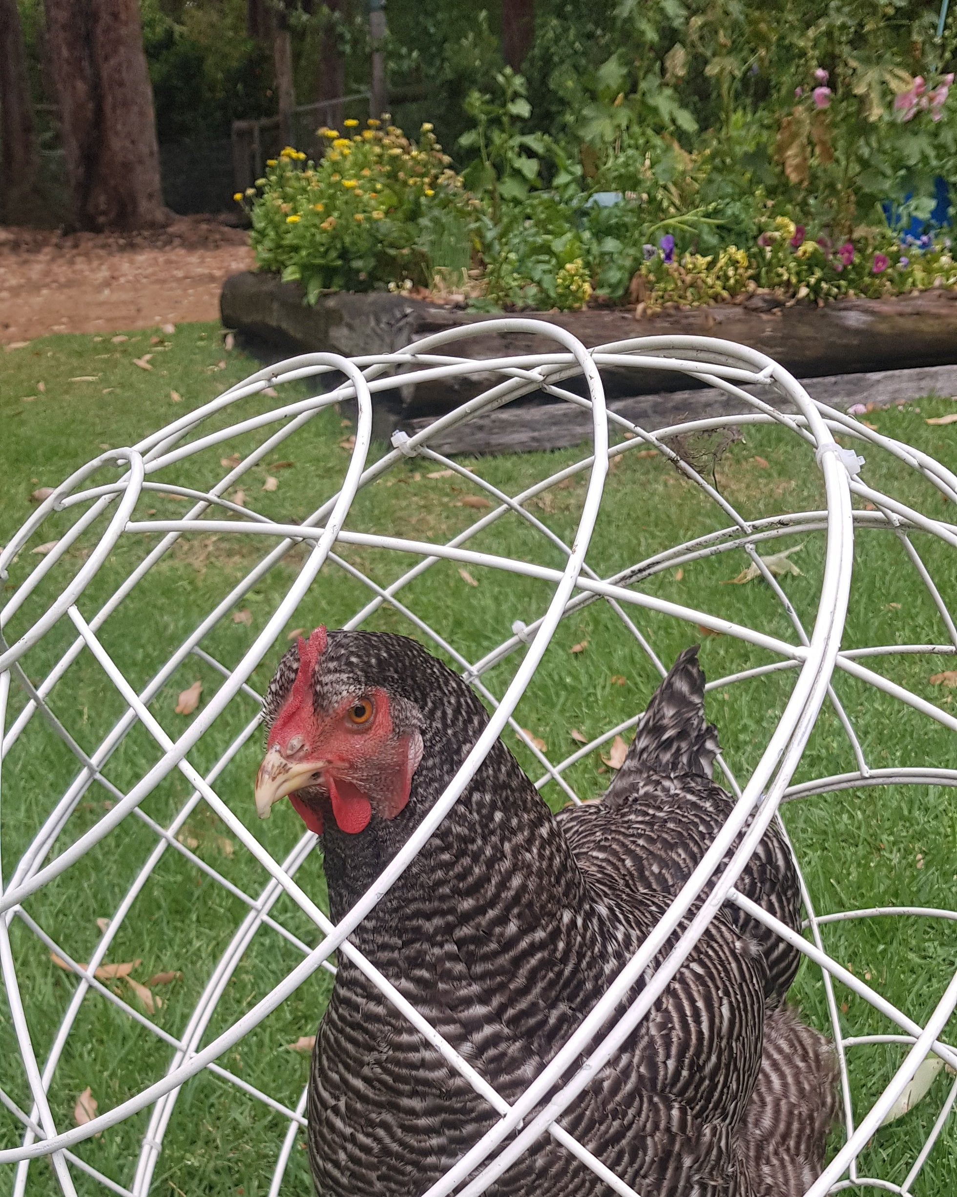 Chicken clearance hamster ball