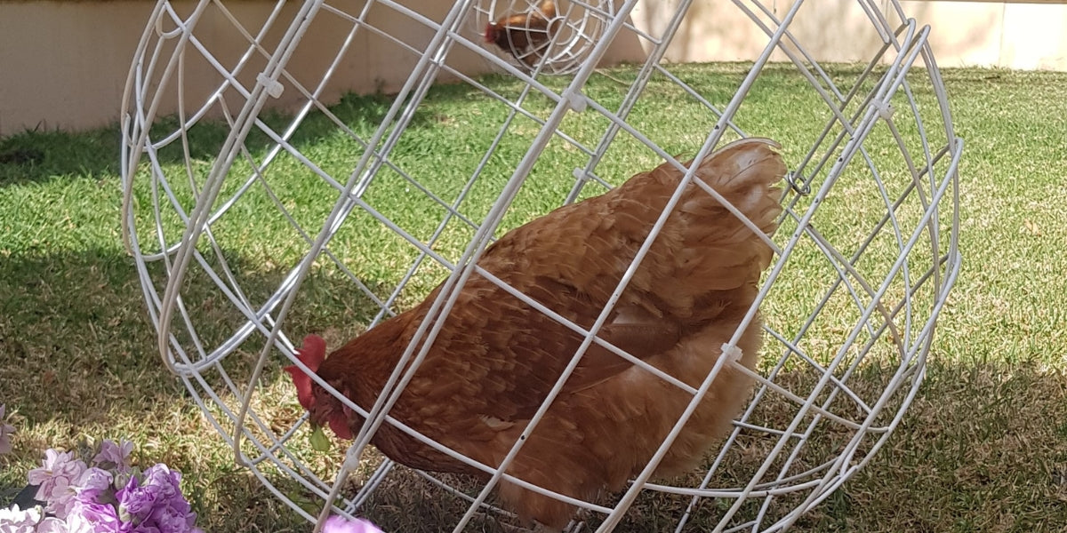 Poultry Netting: Best Kind To Buy and How Much Do You Need? - The Happy  Chicken Coop